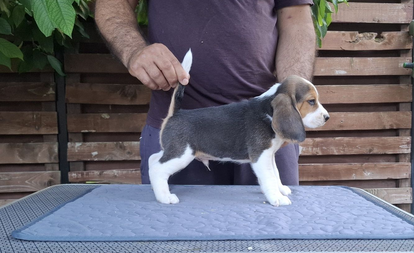 Pui beagle tricolor din părinți cu pedigree
