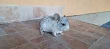 Vând puii de Chinchilla.