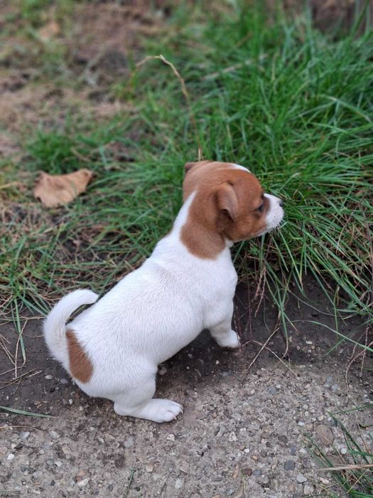 Jack Russell Terrier