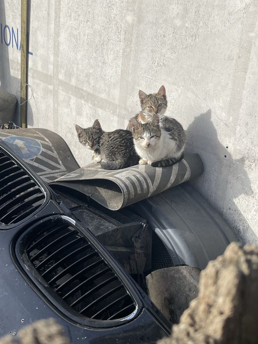 donez 5 pisoi de o luna