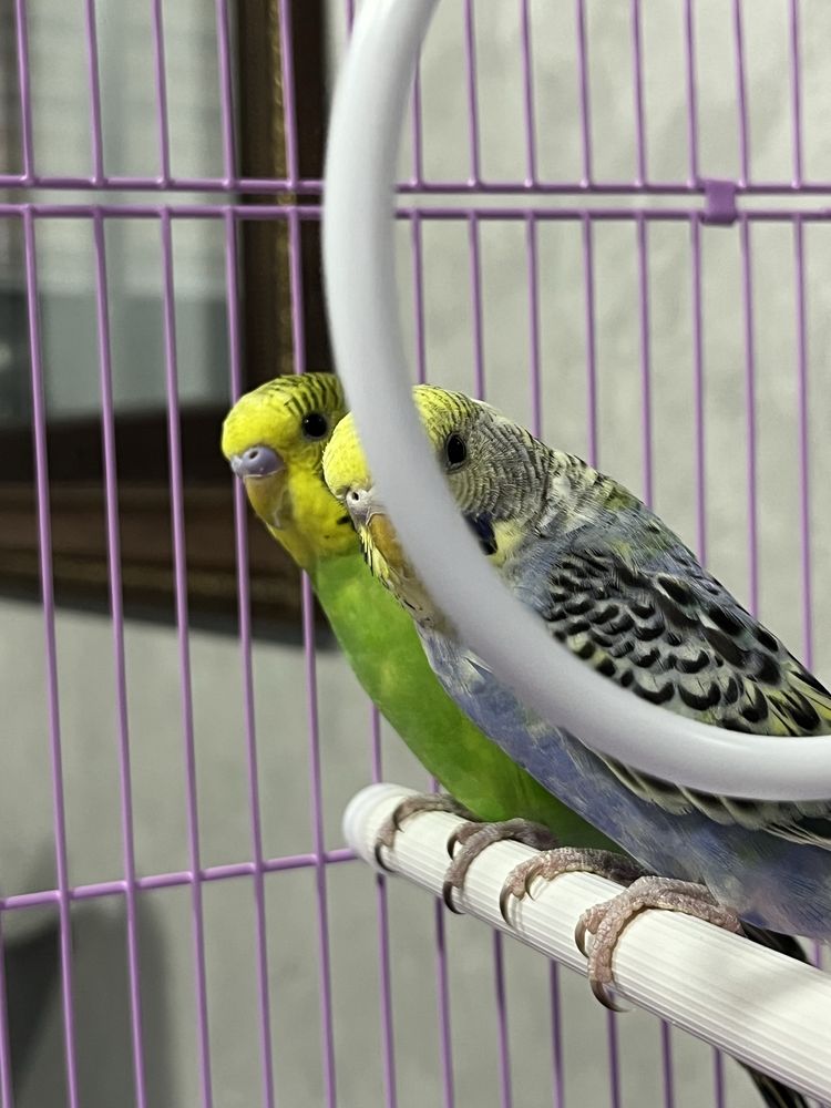 Попугаи волнистики пара