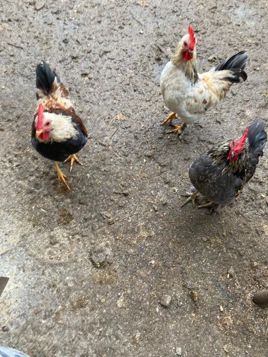 Vand 3 cocosi soi pitic