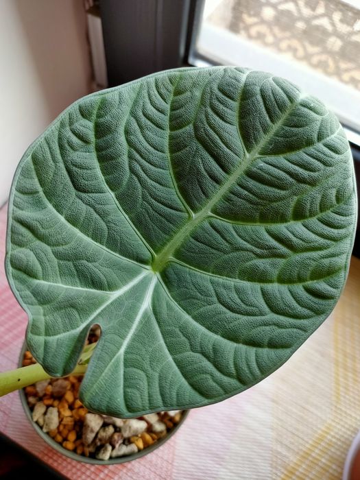 Алоказия Махарани