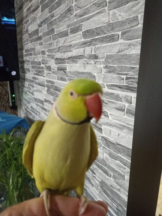 Vând papagal Micul Alex