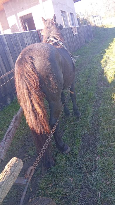 De vânzare cal castrat merge pe 9ani 4500 neg