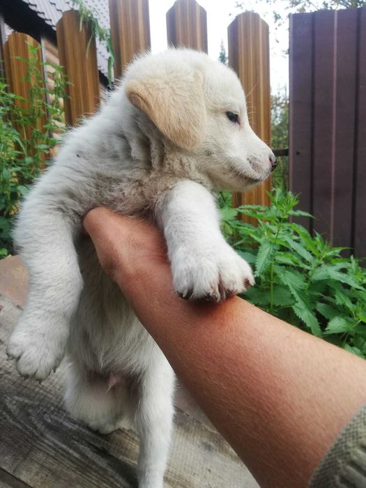 Милые щенки ищут семью и дом