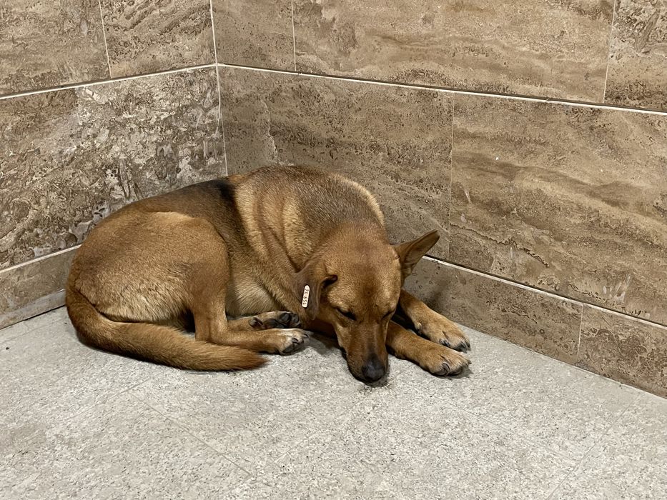 Женско куче на  около 2-3 години