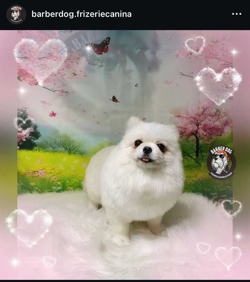 Frizerie canina la domiciliu in fata casei/bloc Bucuresti/Ilfov