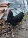 Cocoș australorp