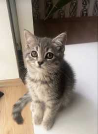 American shorthair silver