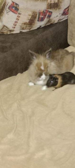 Продам кролика львиная голова ходит на лоток