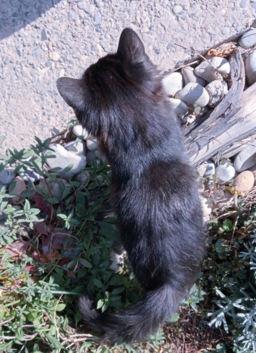 Продается шикарный котик