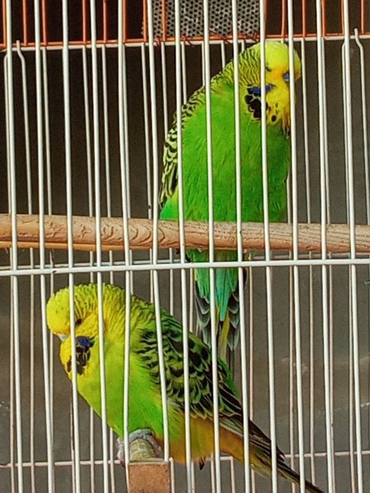 Продаются попугайчики