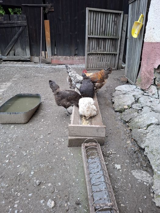 Gaini outoare de casa