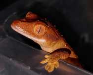 Ресничест бананояден гекон -Correlophus ciliatus