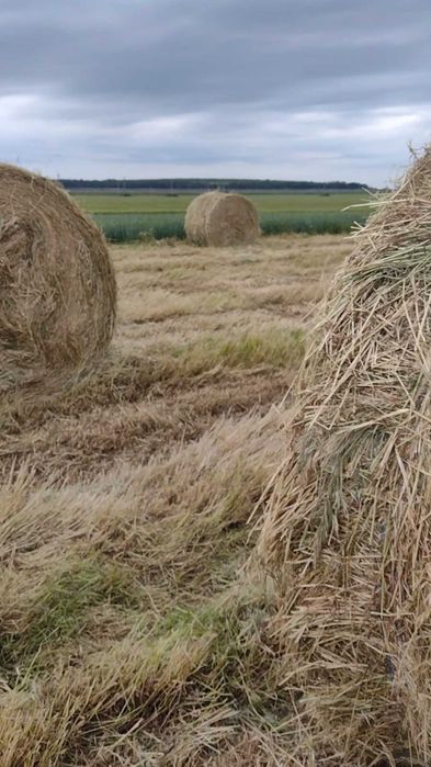 Baloți rotunzi de iarbă, fân 1,7x1,2 m