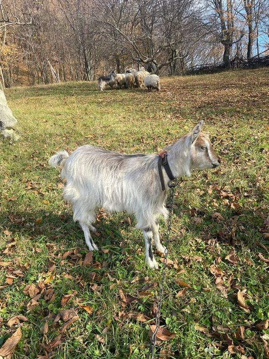 Vând capre cu țap