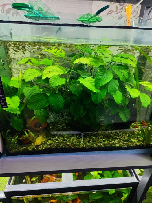 Продается аквариумное растение анубиас