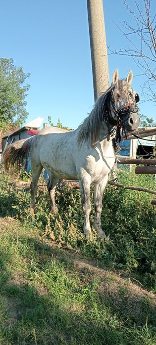 De vânzare armăsar