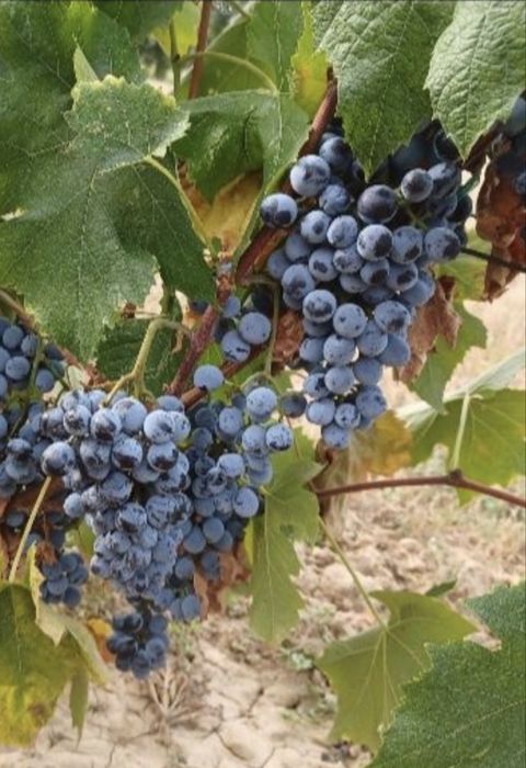 Vand struguri negrii pentru vin