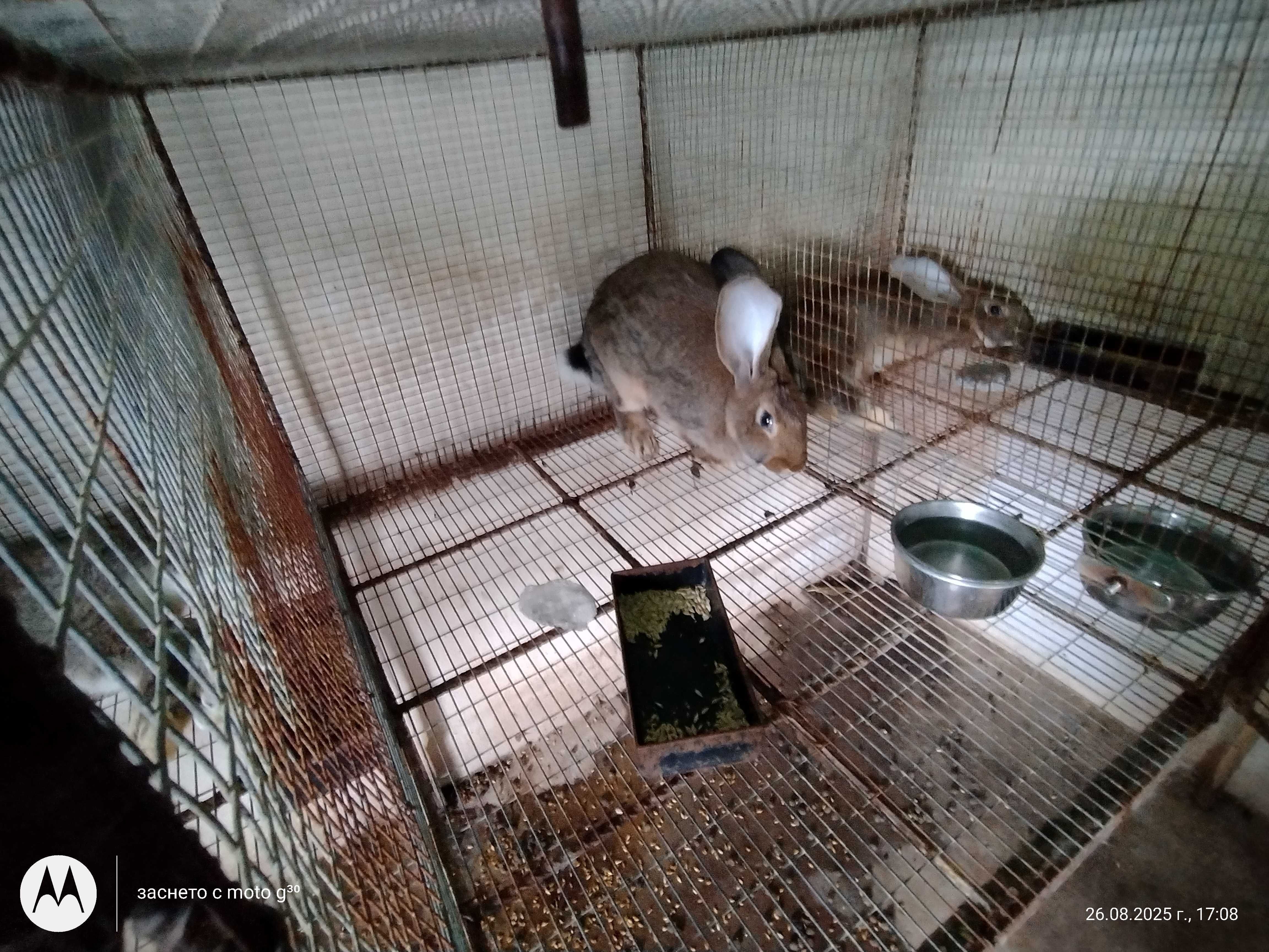 Зайци за разплод и клане