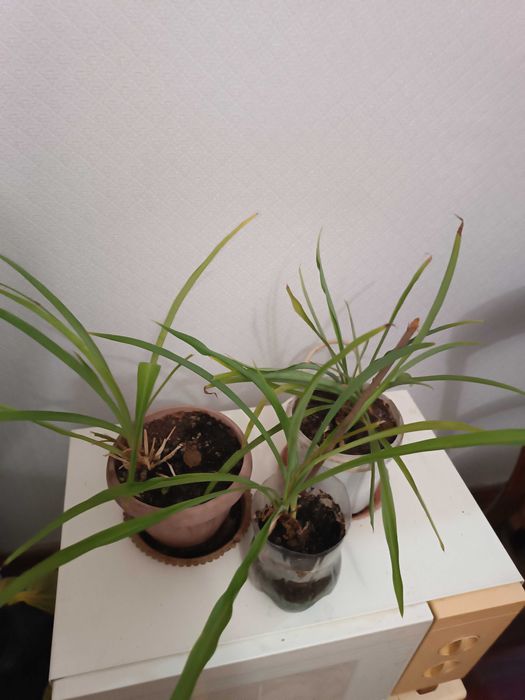 Продам хлорофитумы