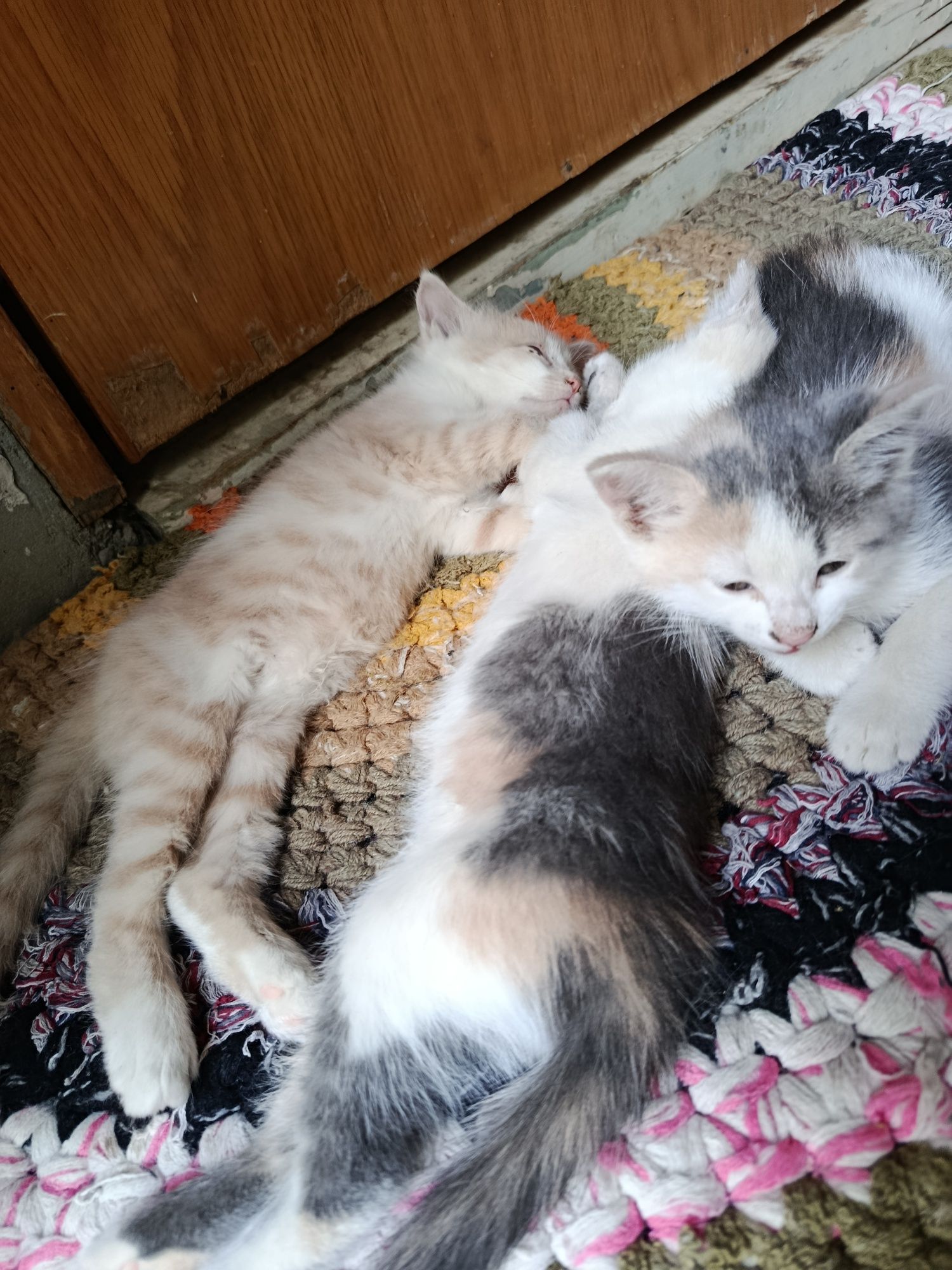 Котята, милые домашние