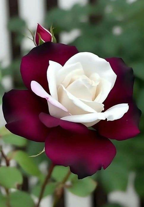 Trandafiri englezesc  cu licenta intens parfumati