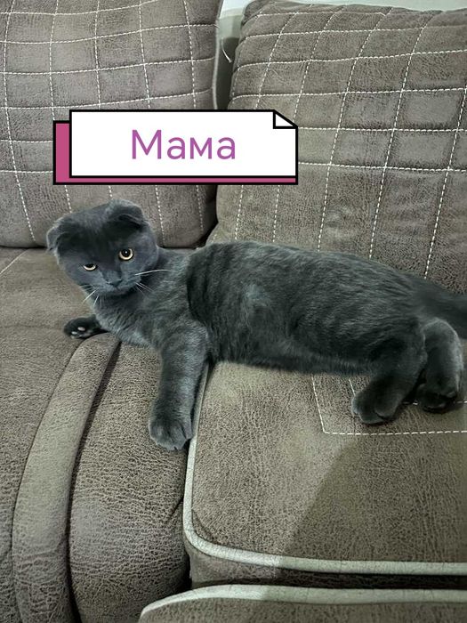 Mushuk bolalari. Котёнок