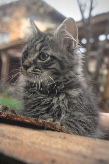 Три малки котенца търсят любящ дом – на 3 месеца