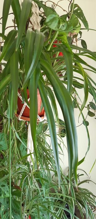 decoratii pt aer curat pl. paianjen 3 soiuri diferite