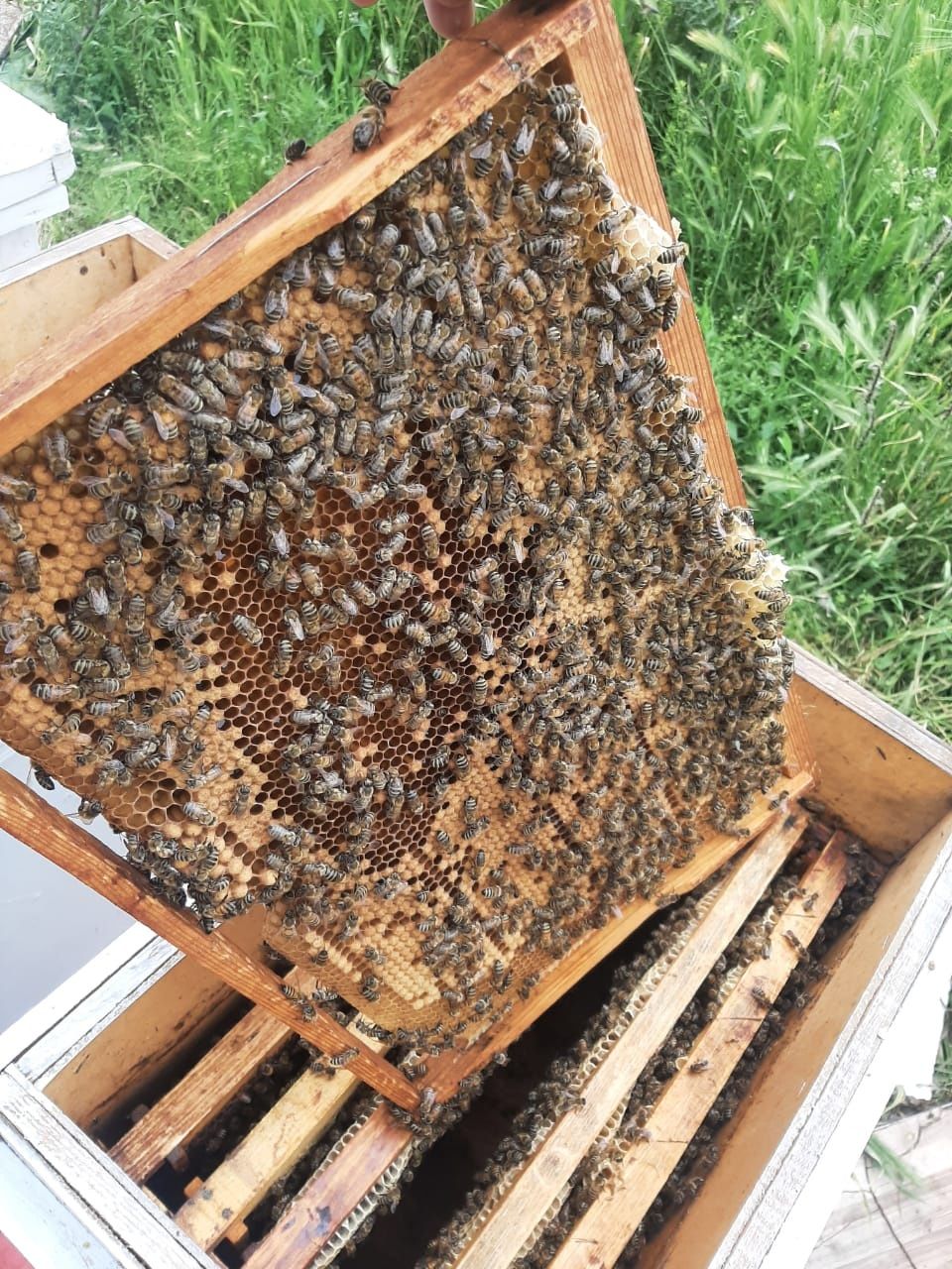 Пчелопакеты 4 рамки