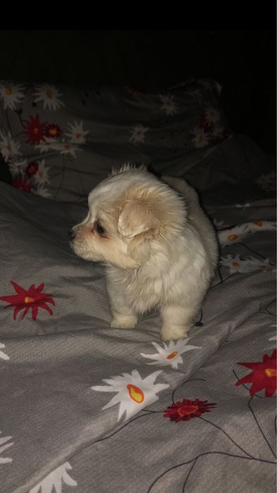 Bichon Pui 2 luni