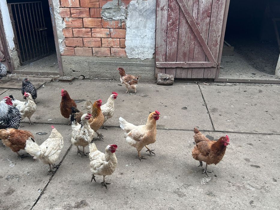 Vând  rațe și găini