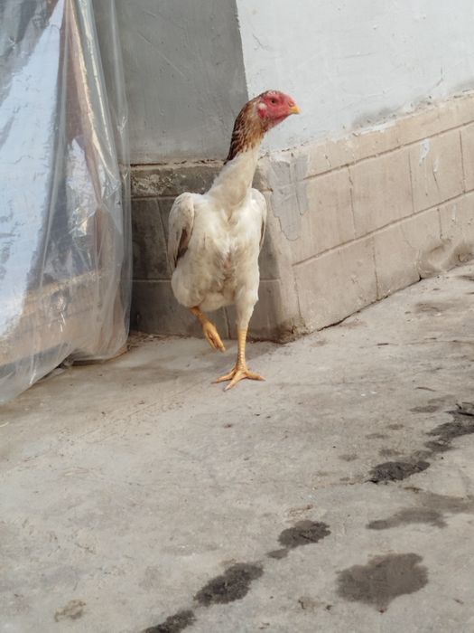 Dakan boboq tovuq Xitoy zoti zor 1tule 2oomin bolshi