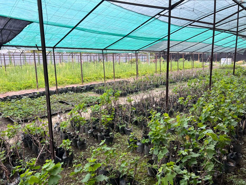 земельный участок 10 гектаров (ГА) теплица