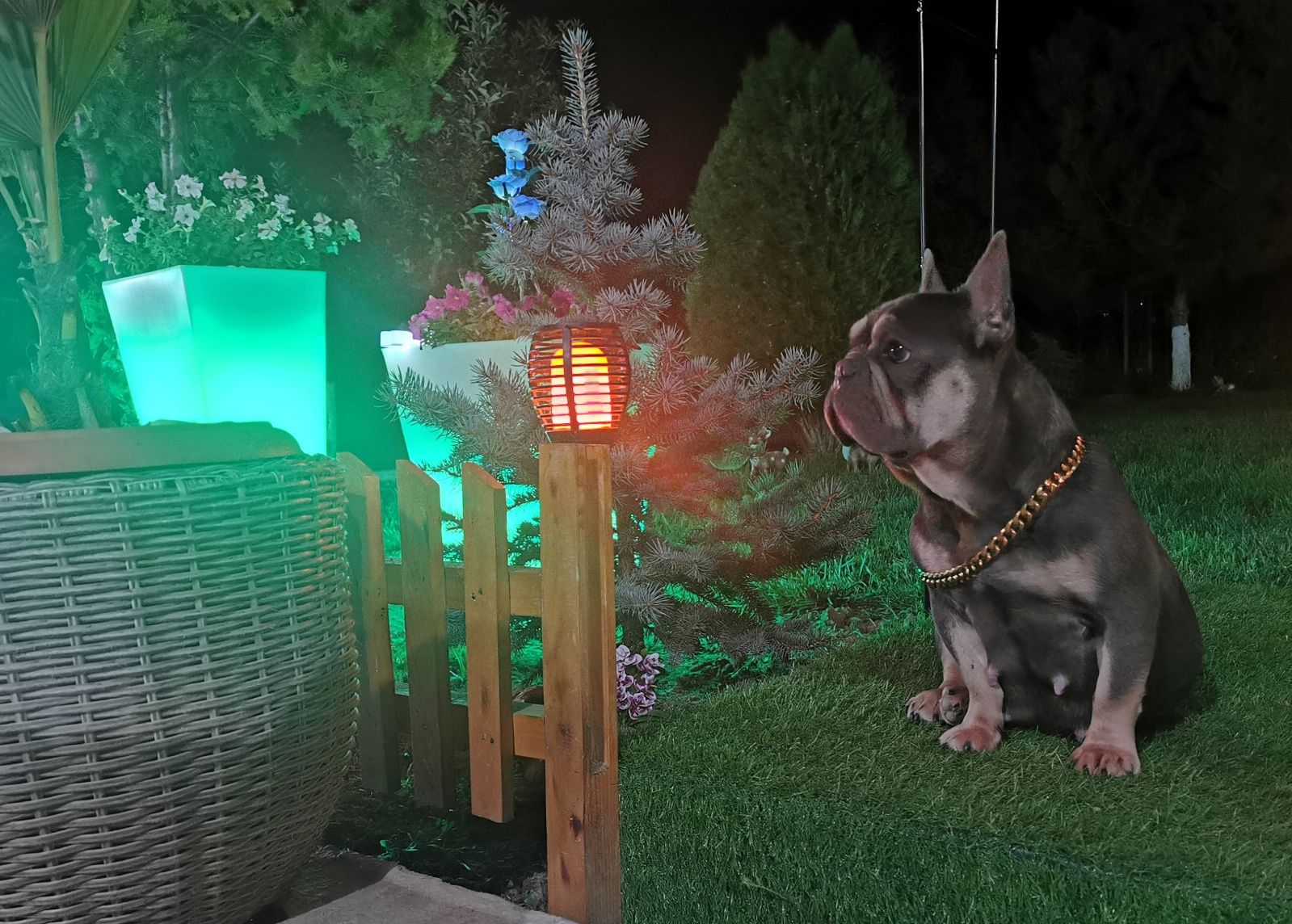 Френски булдог /мерле/french bulldog