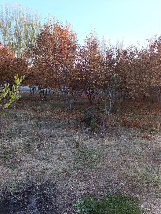 Паркент Навбахорда 1 сотх 3,500