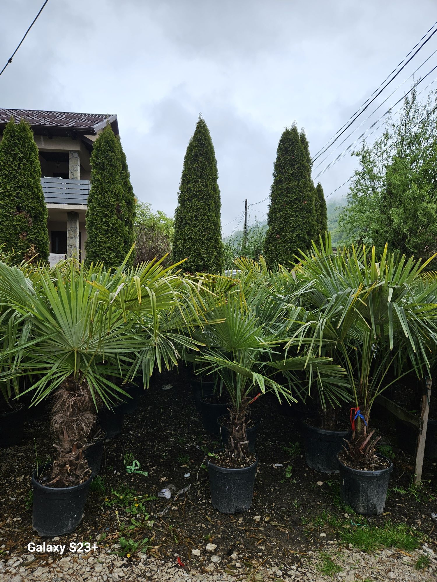 Palmieri de orice specie, trachycarpus fortunei, cycas, phoenix etc