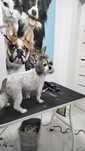 Frizerie canina  Tuns la domiciliu sau salon,Taxi