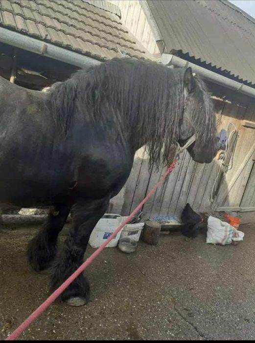 Manz ciocolatiu greu