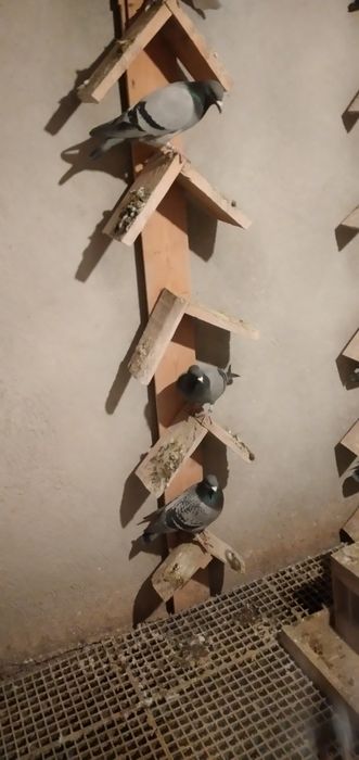 Vând pui porumbei voiajori 2025