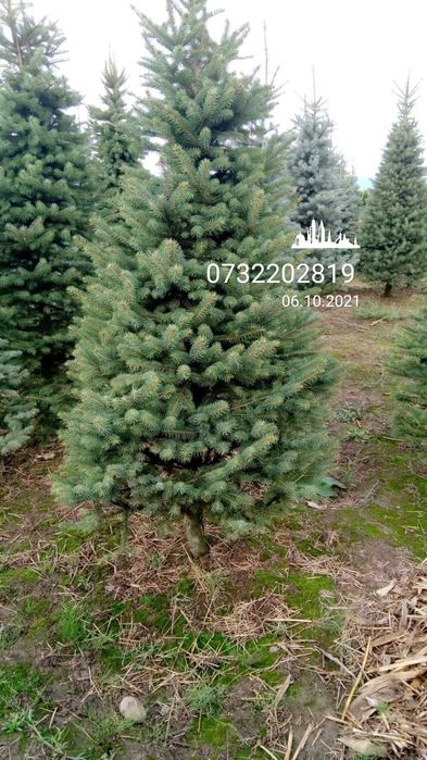 Vând și livrez plante magnolie, trandafiri, Tuia, Platan, mesteacăn