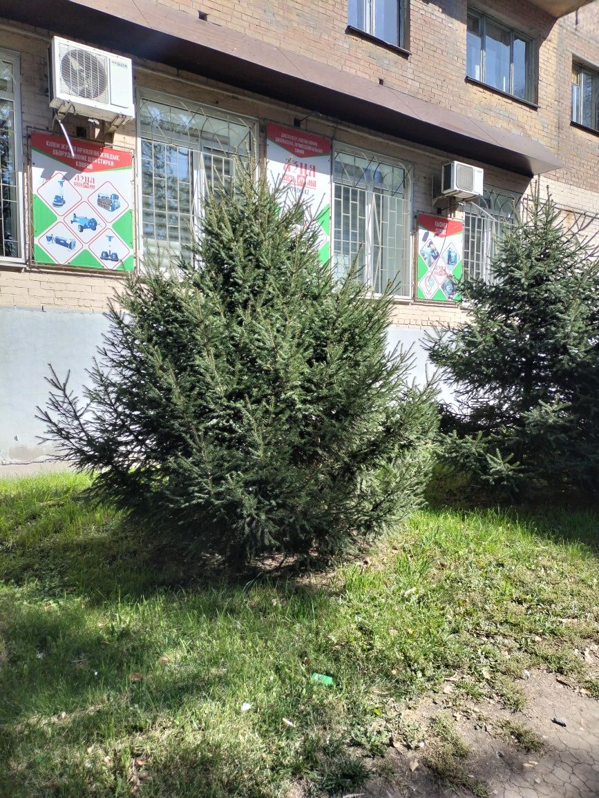 Ель сибирская , ель голубую , сосна , пихта и все виды лиственных
