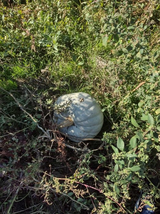 Dovleac alb placintar