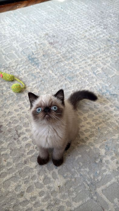 Екзотична късокосместа колорпойнт