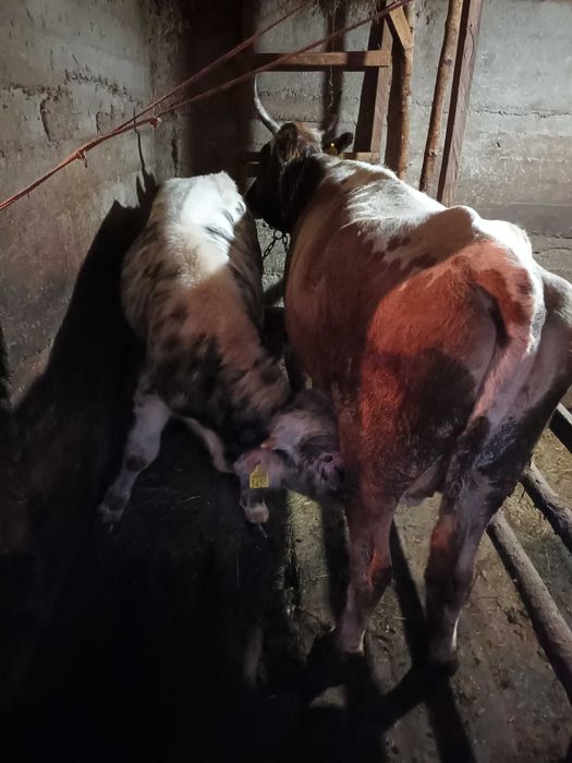 Vaca de vanzare  cu vitel