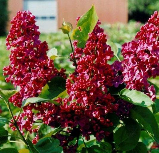 Liliac Roșu Parfumat Intens