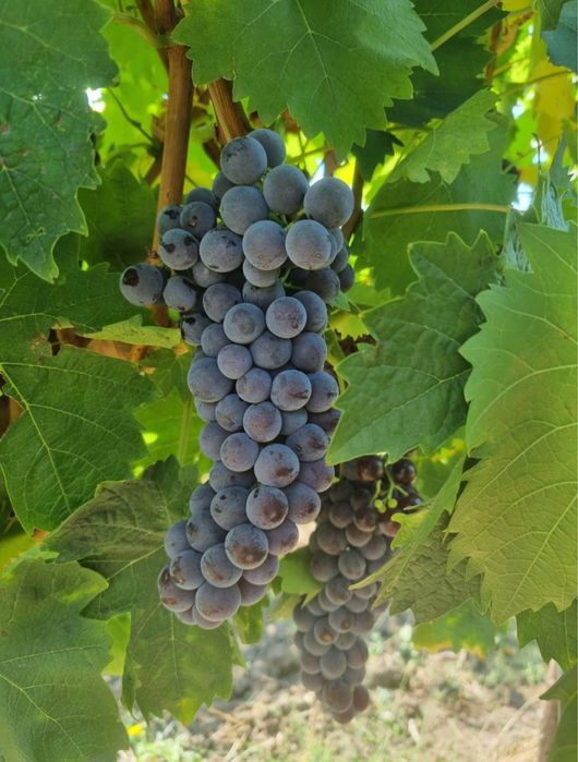 Vand struguri de vin 2025