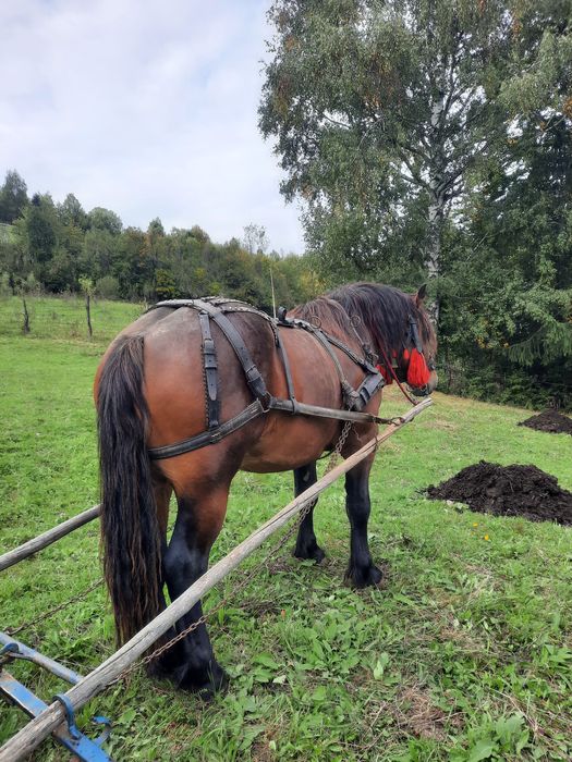 Vand armasar de 2 ani